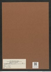 Chaetoceros californicus Grun. (de-Toni-Nr.: Genus 149, Species 4162) Zeichnungen Sammlung Grunow Mappe 04155 (Herbarium_W_Grunow_drawings_Folder_04155)